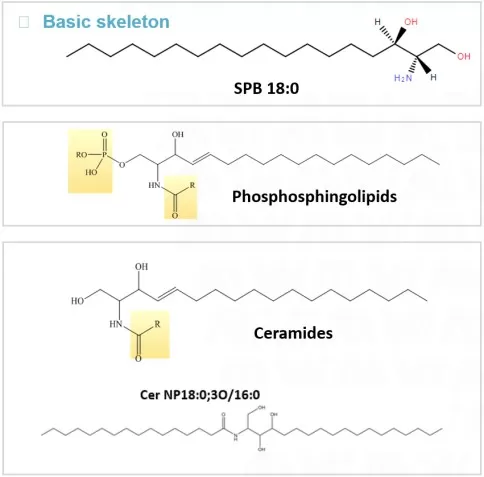 Sphingolipids structure